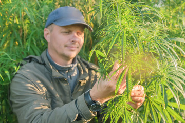 Adult man in a cap touches cannabis leaf on a hemp field