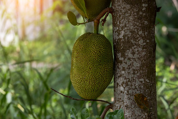 Raw jackfruit on tree.