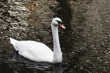 White swan swimming in a pond