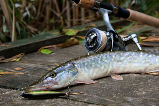 Freshwater pike with fishing bait in mouth and fishing equipment lies on wooden background..