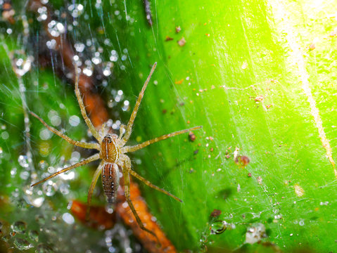 Spiders are on the spider web on leaves. There are drops of water on the spider web.