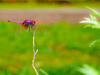 red dragonfly sitting on dry branch