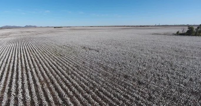 A daytime rising aerial view over a large cotton field.	 	