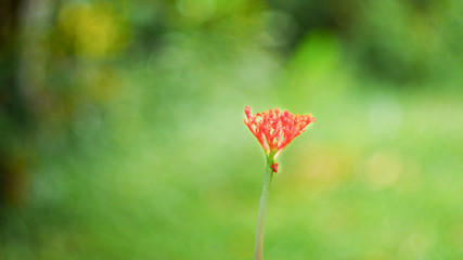 red long stem flower with green background