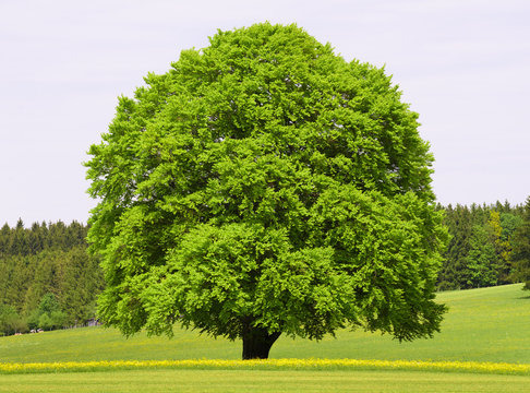 Gro&szlig;e alte Buche im Fr&uuml;hling als Einzelbaum