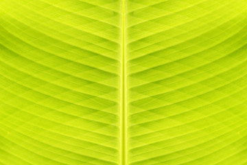 Green line background of banana leaf.