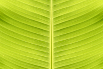 Green line background of banana leaf.