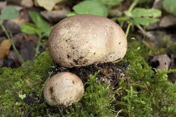 Common Earthball fungi (Scleroderma citrinum) a round ground woodland mushroom