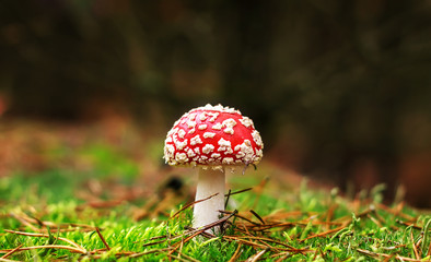Amanita Muscaria, poisonous mushroom. Photo has been taken in the natural forest background.