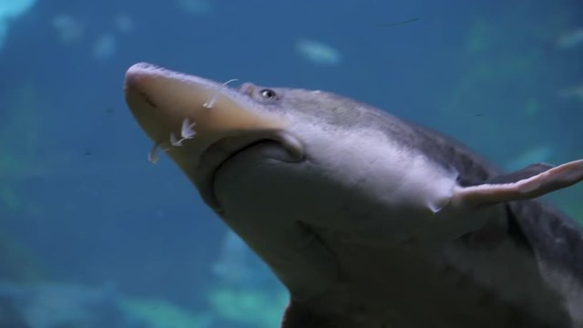 Beluga sturgeons Huso huso swimming in aquarium. Big fish swimming undewater. HD close up footage