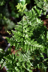 Fototapeta premium Foot Ferns or Rabbitsfoot, Hairsfoot.