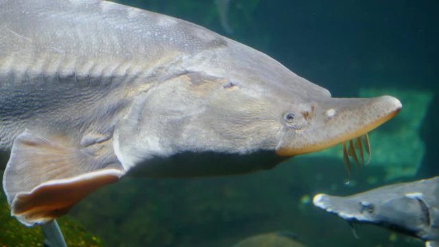 Beluga sturgeons Huso huso swimming in aquarium. Big fish swimming undewater. HD close up footage