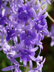 Obraz premium Violet Petrea Flowers on tree.