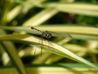 Lonely dragonfly on a leaf