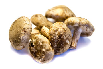 Shiitake shiitakepilze shiitakepilz  isoliert freigestellt auf weißen Hintergrund, Freisteller


