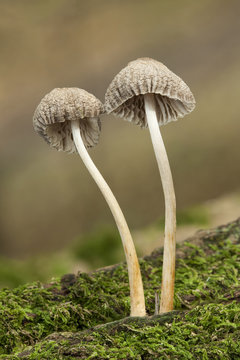 Woodland fungi mushrooms which are often called a toadstalls