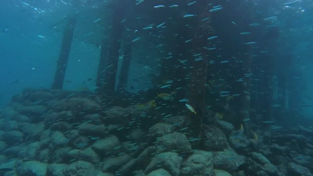 Massive school of Whitebait or Blue Sprat (Spratelloides delicatulus) swims next to the pier, Indian Ocean, Maldives , Indian Ocean, Maldives 
