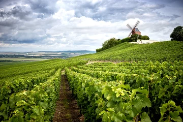 Fotobehang Champagne. Wijngaard en windmolen Champagnestreek bij Vernezay Frankrijk © Massimo Santi
