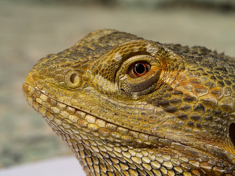 Close-up image of Bearded Dragon looking