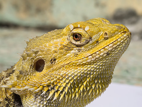 Close-up image of Bearded Dragon looking