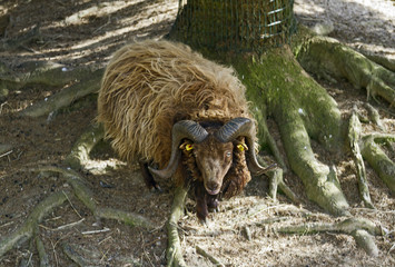 Icelandic Hornet sheep