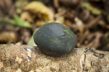 King Alfred's Cakes fungi (Daldinia concentrica) which grows on dead woodland branches and stump