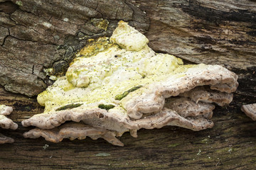 Bracket fungus growing from a decaying tree trunk