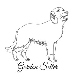 Gordon setter outline