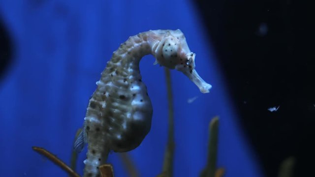 Seahorse on the blue background of the water column, medium shot. Hippocampus in aquarium Barcelona.