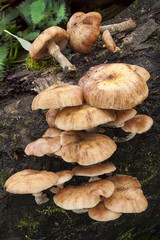 Honey fungus (Armillaria mellea) which attacks stumps and living trees leading to their deaths