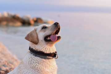 Portrait of white labrador retriever puppy dog at the beach