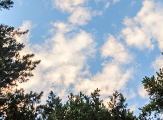 Clouds in the blue sky and branches of trees