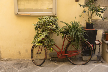 Fototapeta na wymiar Bicicleta antigua con plantas.