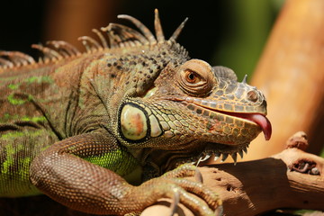 Iguanas tongue