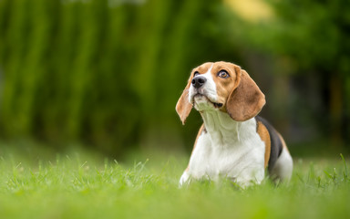 Background with cute Beagle dog