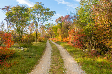 Fototapeta na wymiar Idyllic path in autumn