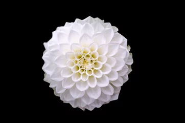 Photo sur Plexiglas Dahlia White dahlia flower detail isolated