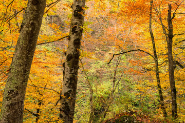 Obraz premium Scenic landscape of forest in fall