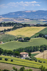 Fototapeta na wymiar Summer landscape in Marches (Italy) near Belvedere Ostrense