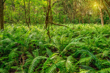 Scenic view of rainforest with ferns