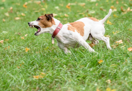 Angry barking dog running on grass.