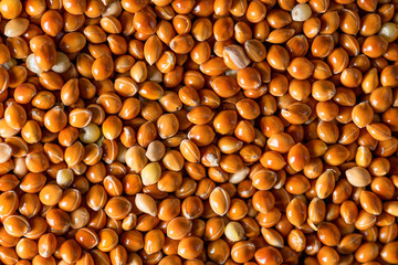 Natural proso millet grains for background