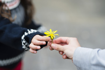 Parent and child hands handing yellow flowers