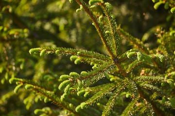 Pine Tree Closeup