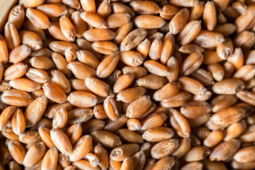 Natural wheat grains for background