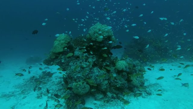 stormy life on a coral reef, Indian Ocean, Maldives
