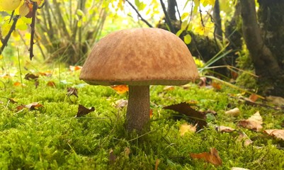 mushroom edible in green moss