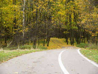 Turning asphalt road entering autumn park from surface view