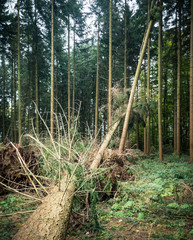 Sturmschaden im Wald