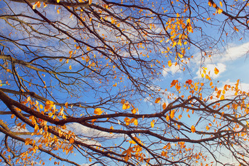 Branch of trees with yellow leaves against the blue cloudy sky. Theme of autumn.